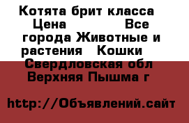 Котята брит класса › Цена ­ 20 000 - Все города Животные и растения » Кошки   . Свердловская обл.,Верхняя Пышма г.